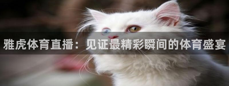 51视频在线直播nba：雅虎体育直播：见证最精彩瞬间的体育盛宴